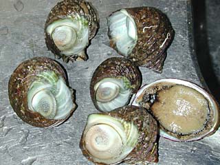 �l�����ǁ[