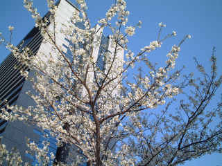 CherryBlossom