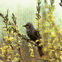 �q���h��