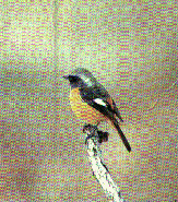 �W���E�r�^�L