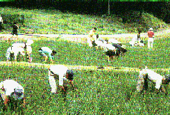 �c�̑����